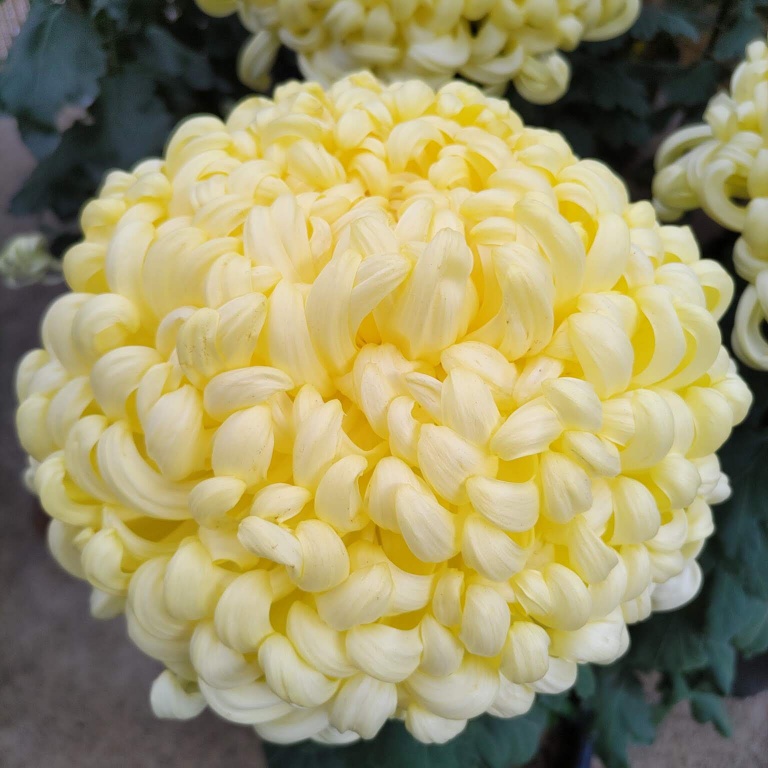 黄色の菊の花